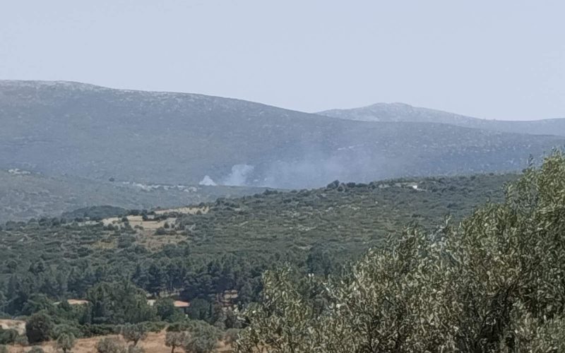 fotia adami