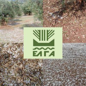 elga